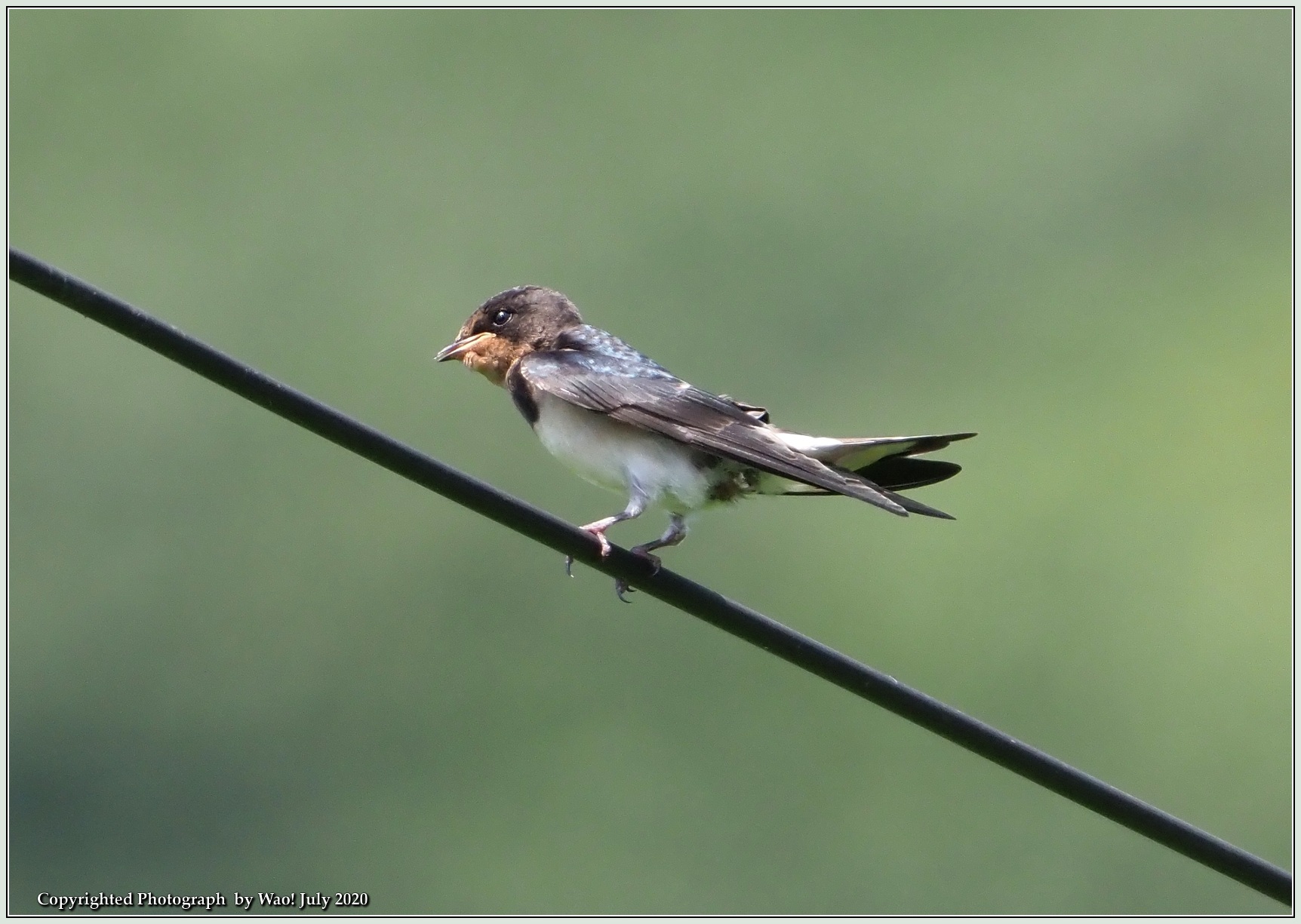 ツバメ幼鳥　電線で一息_c0198669_16232947.jpg