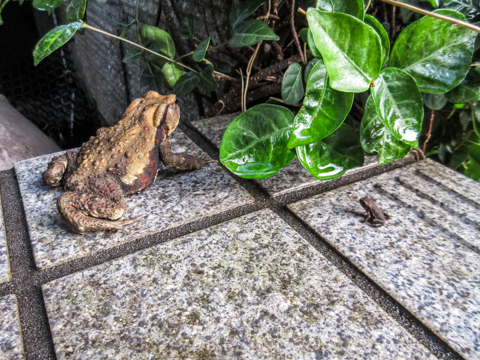カエルの赤ちゃん にゃんてワンダホー