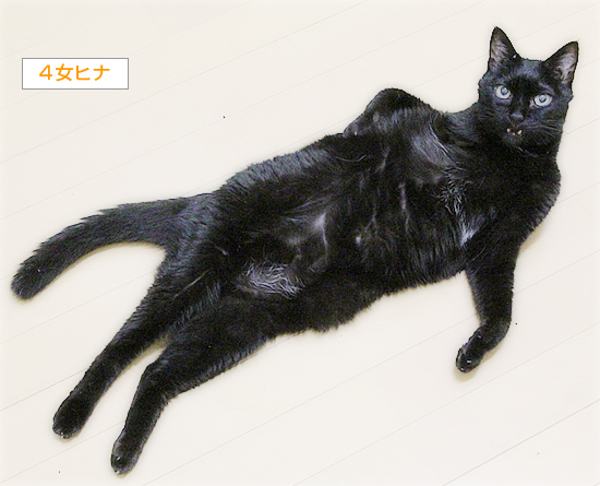 同じ猫_a0389088_07030413.jpg