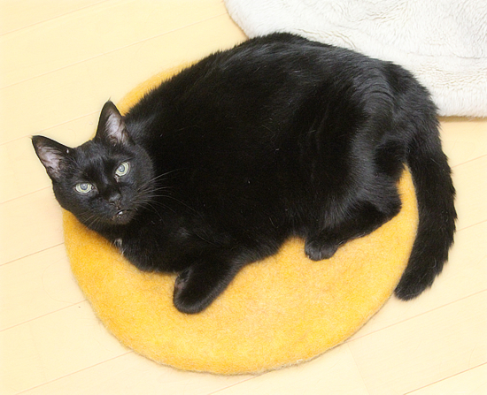 同じ猫_a0389088_07030527.jpg
