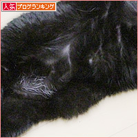 同じ猫_a0389088_07030536.jpg