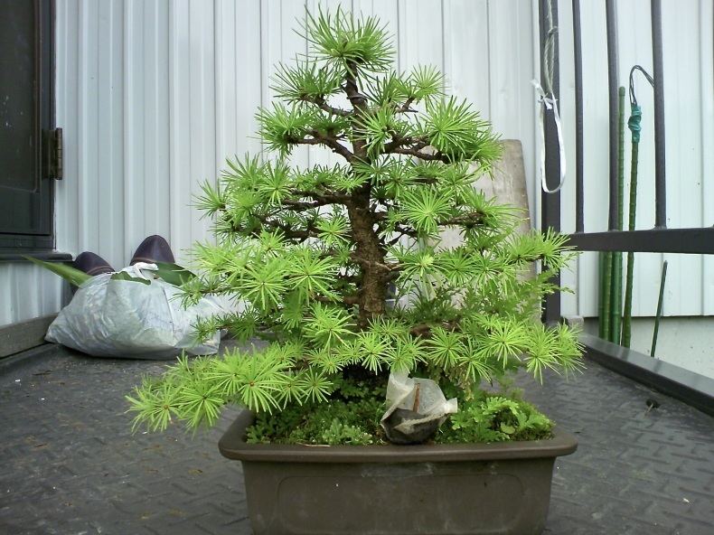 カラ松落葉 盆栽