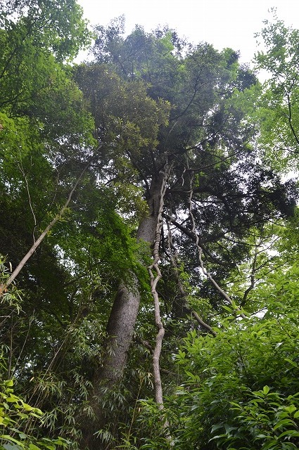 東北大学植物園_c0124100_14595478.jpg