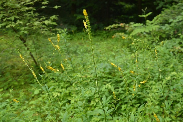 東北大学植物園_c0124100_15000452.jpg