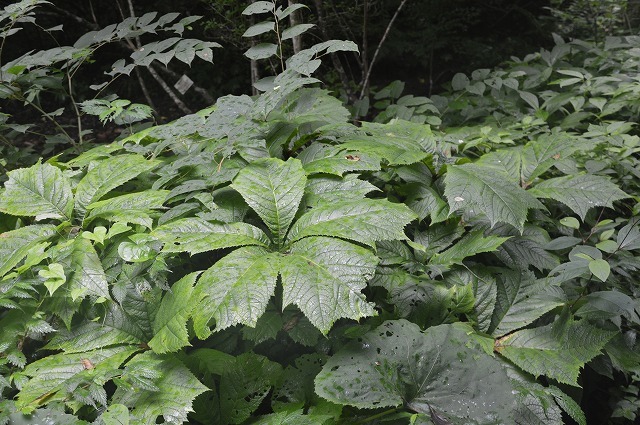 東北大学植物園_c0124100_15000845.jpg