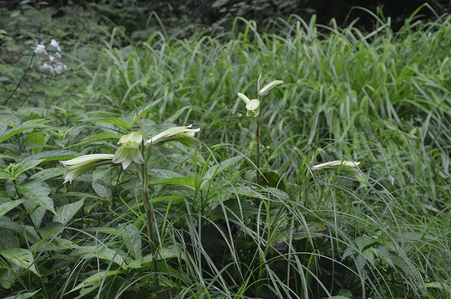 東北大学植物園_c0124100_15001161.jpg