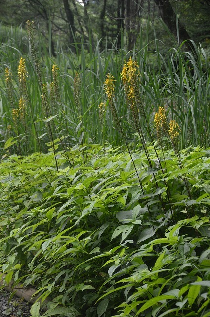 東北大学植物園_c0124100_15002345.jpg