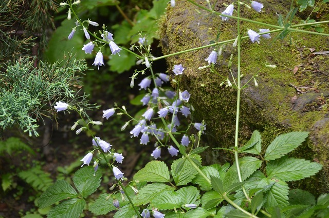 東北大学植物園_c0124100_15003044.jpg