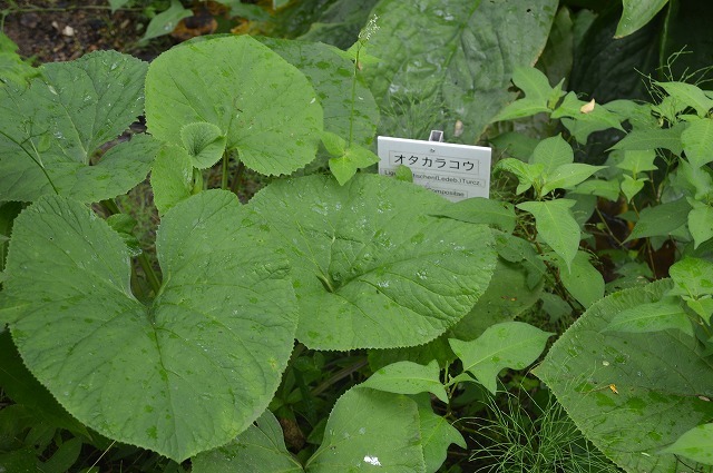 東北大学植物園_c0124100_15101827.jpg