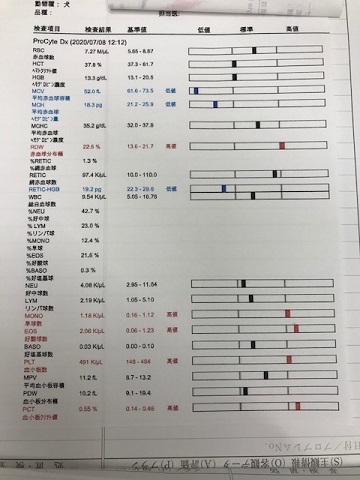 【犬・移動先募集】ちょこちゃん検査に行ってきました_f0242002_18163633.jpg