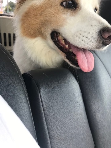 【犬・移動先募集】ちょこちゃん検査に行ってきました_f0242002_18282604.jpg