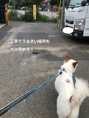 【犬・移動先募集】ちょこちゃん検査に行ってきました_f0242002_18284787.jpg