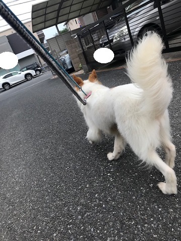 【犬・移動先募集】ちょこちゃん検査に行ってきました_f0242002_18321035.jpg