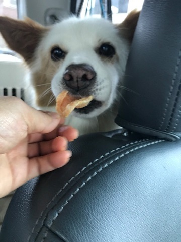 【犬・移動先募集】ちょこちゃん検査に行ってきました_f0242002_18322667.jpg