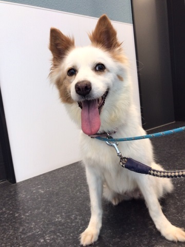【犬・移動先募集】ちょこちゃん検査に行ってきました_f0242002_18360519.jpg