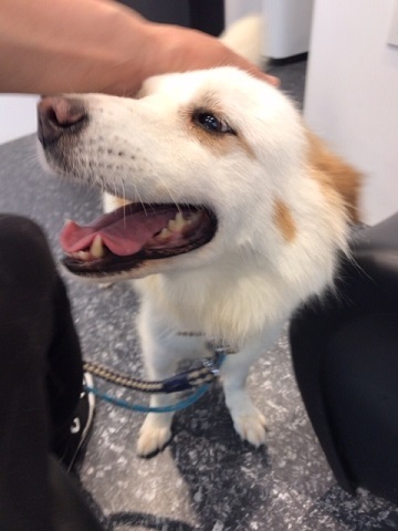 【犬・移動先募集】ちょこちゃん検査に行ってきました_f0242002_18361324.jpg