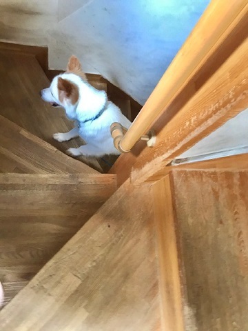 【犬・移動先募集】ちょこちゃん検査に行ってきました_f0242002_18383323.jpg