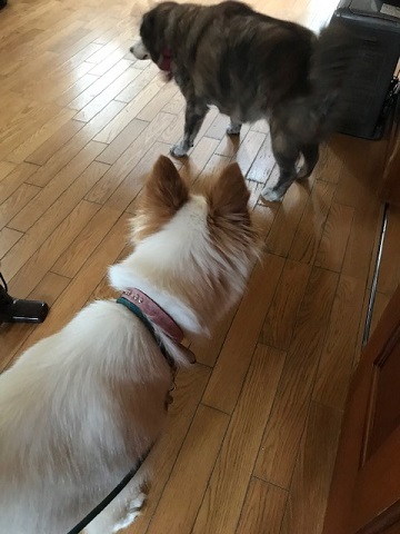 【犬・移動先募集】ちょこちゃん検査に行ってきました_f0242002_18385636.jpg