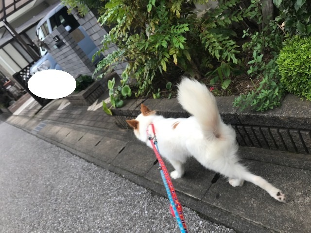【犬・移動先募集】ちょこちゃん検査に行ってきました_f0242002_18392351.jpg