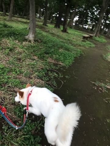 【犬・移動先募集】ちょこちゃん検査に行ってきました_f0242002_18393168.jpg
