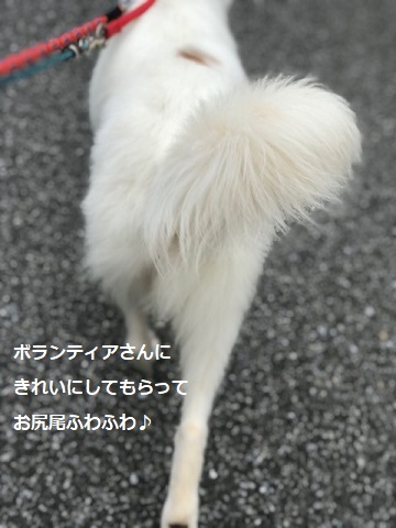 【犬・移動先募集】ちょこちゃん検査に行ってきました_f0242002_18441044.jpg