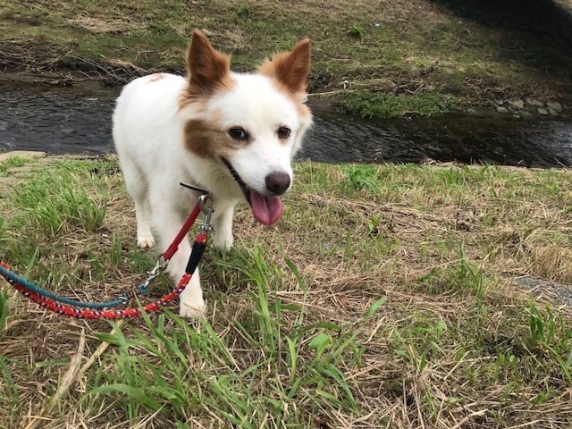 【犬・移動先募集】ちょこちゃん検査に行ってきました_f0242002_18453563.jpg