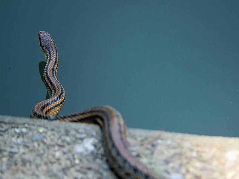 0701 今日の生きもの シマヘビ 中書島の自然