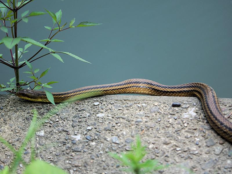 0701 今日の生きもの シマヘビ 中書島の自然