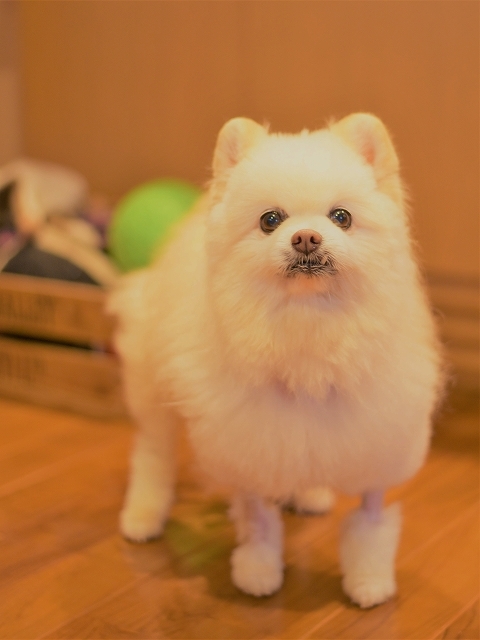 吠えろ、ハッピー_d0360206_21143072.jpg