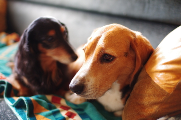 犬のいる暮らし Refalt Blog 犬のいる暮らし Refalt Blog
