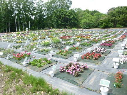 初夏の八紘学園へ_b0198109_06425271.jpg
