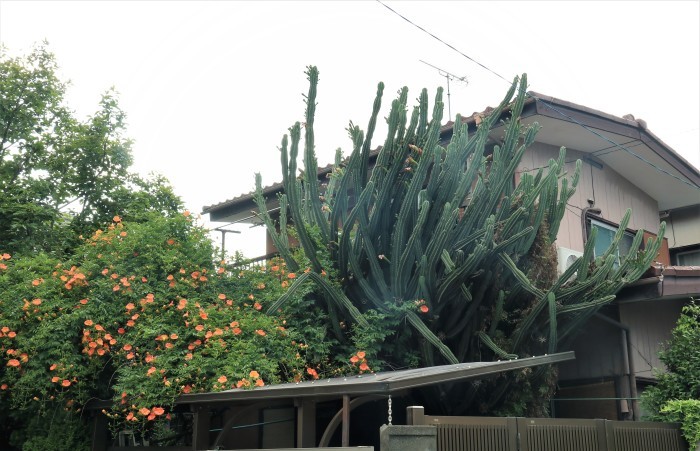 目に留まった風景 さいたま日記