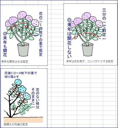 あじさいの剪定 楽しむ生活 あじさいの剪定 楽しむ生活
