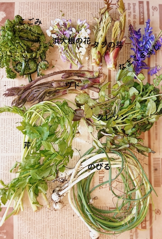 山菜_d0377728_14130676.jpg