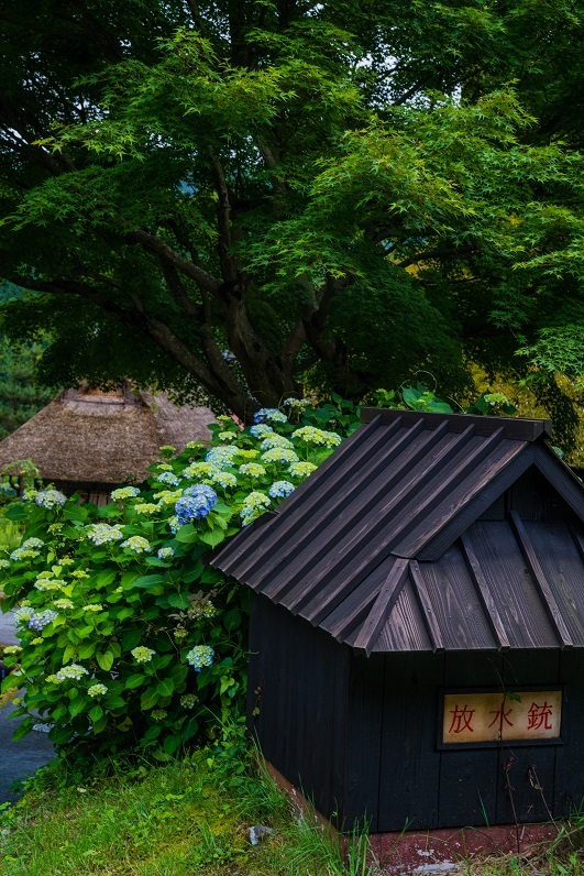 美山かやぶきの里～紫陽花_e0363038_10153848.jpg