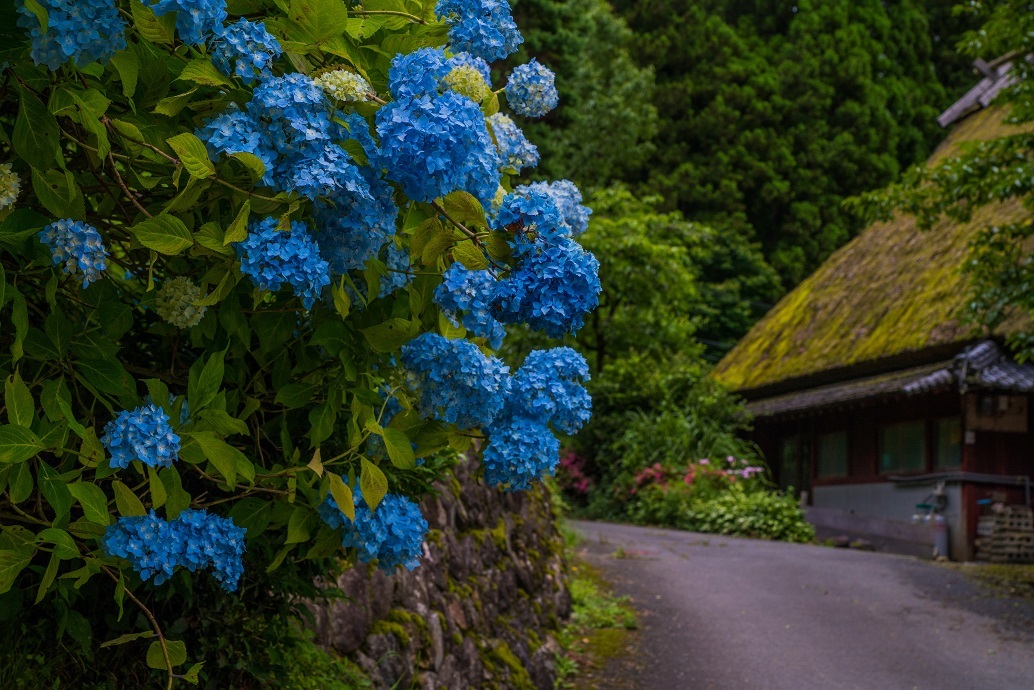 美山かやぶきの里～紫陽花_e0363038_10154209.jpg