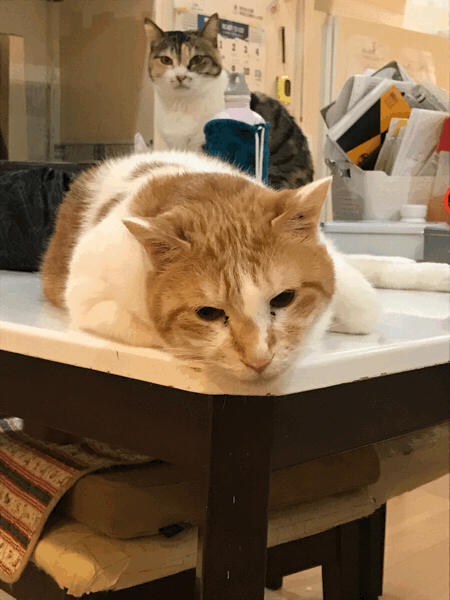 おやつ 待ちくたびれたにゃ 猫たちと私の日常