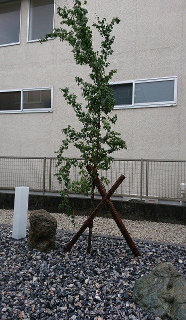 和モダン 手間のかからないお庭 完成報告と解説_e0361655_17465485.jpg