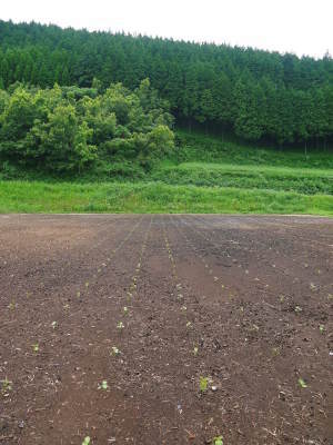 無農薬栽培の白エゴマ油『ピュアホワイト』令和2年度の白エゴマの定植は雨との戦いです!_a0254656_17382331.jpg