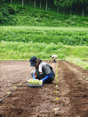 無農薬栽培の白エゴマ油『ピュアホワイト』令和2年度の白エゴマの定植は雨との戦いです!_a0254656_17531896.jpg