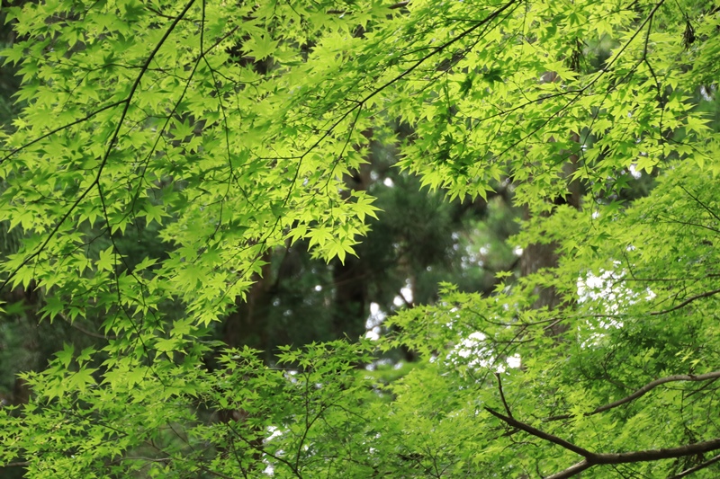 小国神社の夏･1♪　～宮川沿い～_a0167759_17441523.jpg