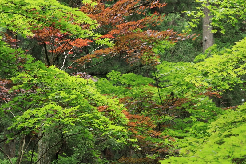 小国神社の夏・1♪ ~宮川沿い~_a0167759_17475365.jpg