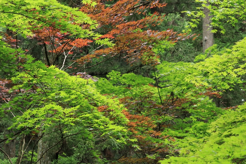 小国神社の夏･1♪　～宮川沿い～_a0167759_17475365.jpg