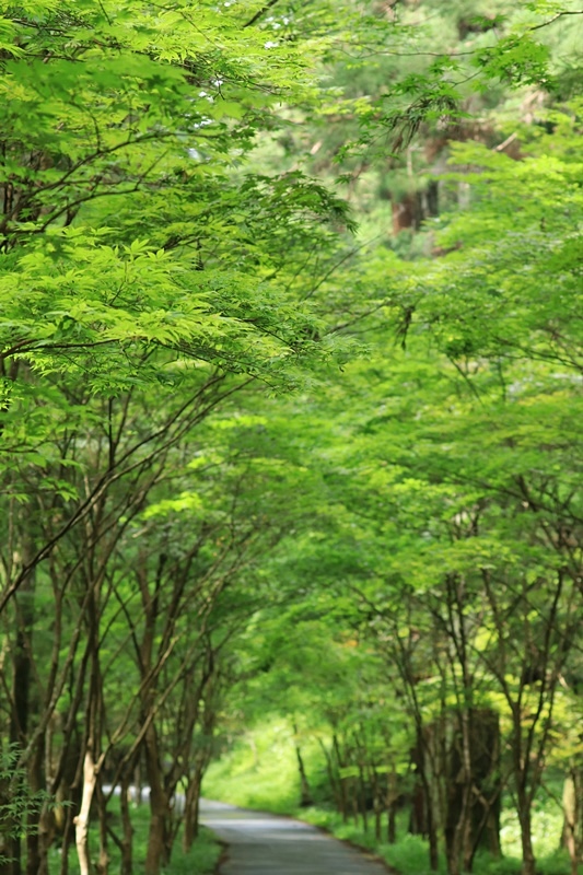 小国神社の夏･1♪　～宮川沿い～_a0167759_1749346.jpg