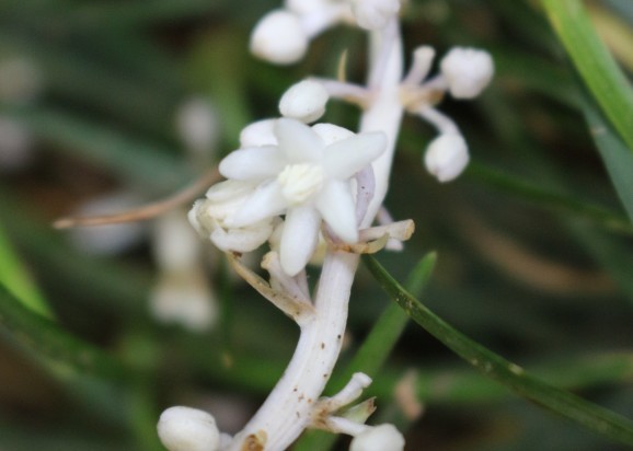 竜の髭 リュウノヒゲ ひげ爺の花便り