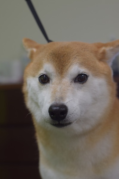 ちょこちゃんからのご紹介☆彡_b0347262_09574541.jpg