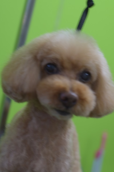ちょこちゃんからのご紹介☆彡_b0347262_09594541.jpg