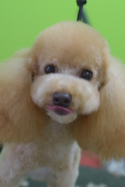 ちょこちゃんからのご紹介☆彡_b0347262_10002270.jpg