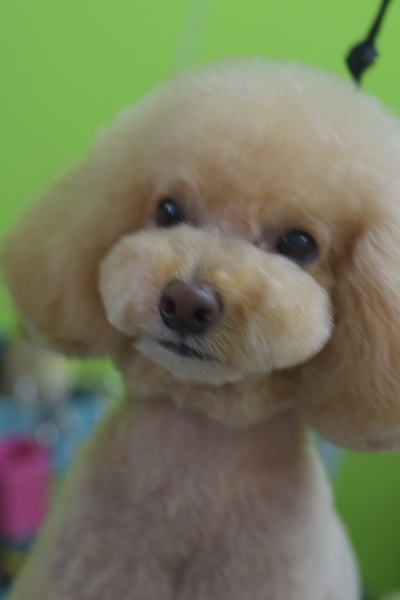 ちょこちゃんからのご紹介☆彡_b0347262_10002906.jpg