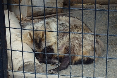 おびひろ動物園 タヌキの赤ちゃん夏に公開 本別ブログ ふるさと 東京本別会